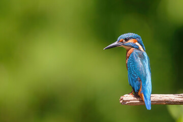 Common European Kingfisher (Alcedo atthis) sitting on a branch above a pool in the forest in the Netherlands