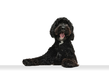 Young black Labradoodle playing isolated on white studio background
