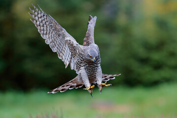 Northern goshawk (accipiter gentilis) flying just for landing in autumn in the forest of Noord Brabant in the Netherlands