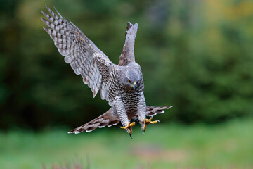 Northern goshawk (accipiter gentilis) flying just for landing in autumn in the forest of Noord...