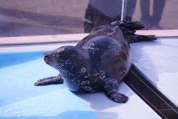 アザラシのお食事 © kat334