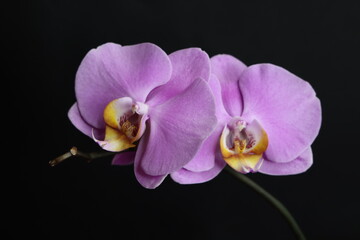 Two flowers of a lilac shade of the phalaenopsis orchid looking in opposite directions, mood,...