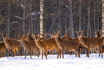 Red deer in the winter forest, national park. wildlife, nature conservation. Cervus elaphus on a cold winter day