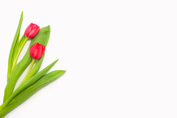 Pair of bright pink tulips on white background. Elegant flower composition. Fresh spring concept. Side border from top view. Empty space for text. Copy space.