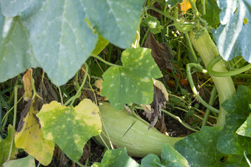 Large misshapen Zucchini or courgette growing in a garden in Italy