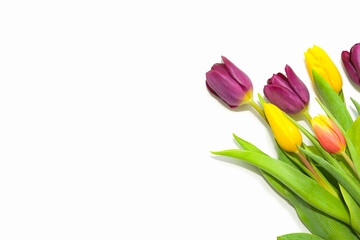 Colorful tulips peeking from the corner on white background. Elegant flower composition. Fresh spring concept. Side border from top view. Empty space for text. Copy space.