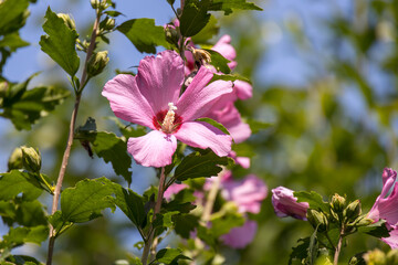 Hibiscus shrub growing and flowering in Torre de' Roveri Italy