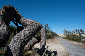 Forest massif at Carcans Plage, pine forest near Lacanau, on the French Atlantic coast. High...