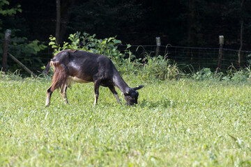 Domesticated goat feeding on the pasture in Torre de' Roveri Italy