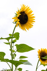 Sunflower blooming in a garden in Italy