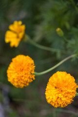 Golden Marigold (Tagetes erecta) growing in a garden in Italy
