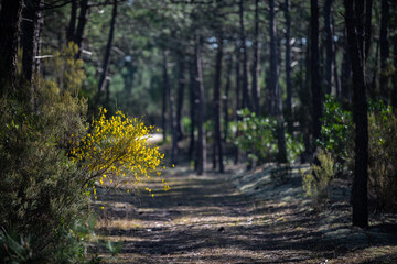 Yellow broom flowers in a pine forest, Forest massif at Carcans Plage, pine forest near Lacanau, on the French Atlantic coast