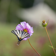 Swallowtail butterfly feeding on a Cosmos flower at Bergamo in Italy