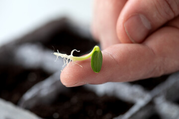 A male farmer has a sprouted cucumber seed on his finger for planting in a pot with land for growing seedlings. The concept of eco-products and gardening. Close-up, macro photography