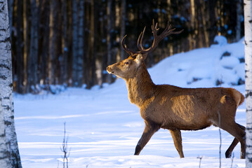 Red deer in winter forest walking. wildlife, Protection of Nature. Cervus elaphus in cold winter day