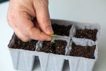 Men a farmer plants a sprouted cucumber seed in a pot with land for growing seedlings. The concept of eco-products and gardening.