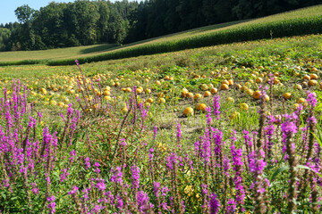 A row of violet wild flowers growing along a field full with ripening pumpkins. The pumpkins are round and yellow. Agricultural land in Austria. At the edges of the field there is a dense forest.