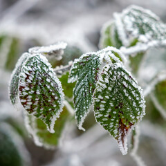 Close up of some Blackberry leaves covered with hoar frost