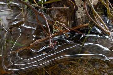 Ice on a drainage ditch in East Grinstead