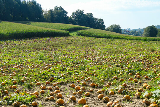 A panoramic view on a field full with ripening pumpkins. The pumpkins are round and yellow. Agricultural land in Austria. At the edges of the field there is a dense forest. Producing pumpkin oil