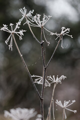 Dead weed covered with hoar frost on a cold winters day in East Grinstead