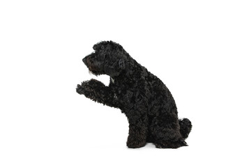 Young black Labradoodle playing isolated on white studio background