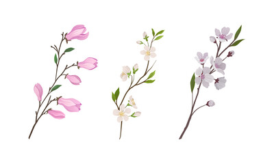 Floral Twigs and Branches with Tender Flower Buds and New Leaves Vector Set