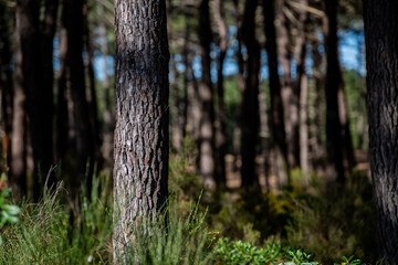 Fototapeta premium Forest massif at Carcans Plage, pine forest near Lacanau, on the French Atlantic coast. High quality photo