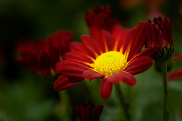 Red and yellow chrysanthemums on a blurry background close-up view from above. Beautiful maroon chrysanthemums bloom in the garden. Natural Wallpaper in selective focus. Bright floral design. Macro.