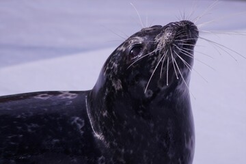 アザラシのお食事 © kat334