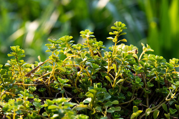 Fresh  Leaves of Green Plants in the Morning