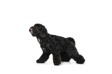 Young black Labradoodle playing isolated on white studio background