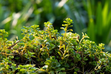 Fresh  Leaves of Green Plants in the Morning