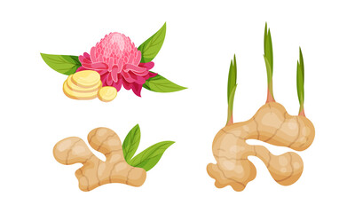 Fresh Ginger Rhizome as Fragrant Kitchen Spice with Blooming Flower Vector Set