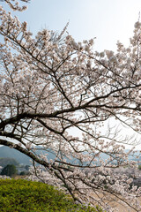 View of Sasayama-jo castle in Tamba-Sasayama city, Hyogo, Japan at full blooming season of cherry blossoms