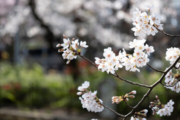 桜の花びらのクローズアップ