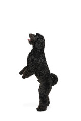 Young black Labradoodle playing isolated on white studio background