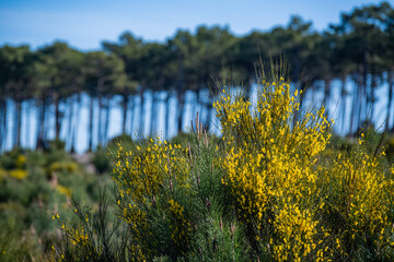 Yellow broom flowers in a pine forest, Forest massif at Carcans Plage, pine forest near Lacanau, on...