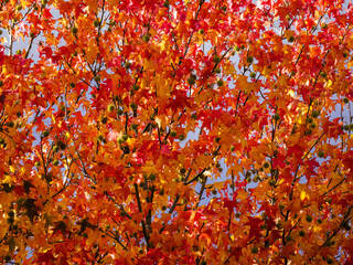 feuillage d'automne en région parisienne