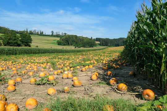 A panoramic view on a field full with ripening pumpkins. The pumpkins are round and yellow. Agricultural land in Austria. At the edges of the field there is a dense forest. Producing pumpkin oil