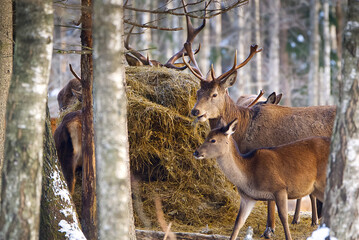 Red deer in the winter forest, national park. wildlife, nature conservation. Cervus elaphus on a cold winter day