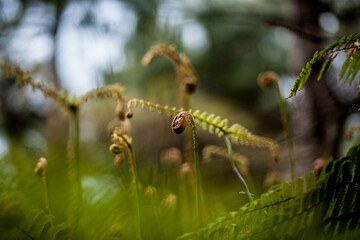 shoots of young fern in the spring in the mountains