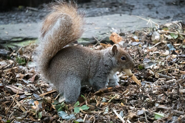 Grey Squirrel (Sciurus carolinensis) burying a peanut shell