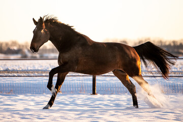 winter horse in snow