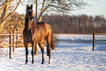 winter horse in snow