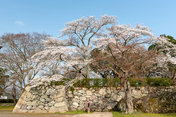 Fototapeta na wymiar View of Sasayama-jo castle in Tamba-Sasayama city, Hyogo, Japan at full blooming season of cherry blossoms