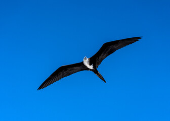 Obraz premium Magnificent frigatebird (Fregata magnificens) female in flight on the Galápagos Islands.