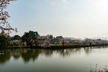 View of Sasayama-jo castle in Tamba-Sasayama city, Hyogo, Japan at full blooming season of cherry blossoms