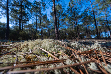 Forest massif at Carcans Plage, pine forest near Lacanau, on the French Atlantic coast. High quality photo