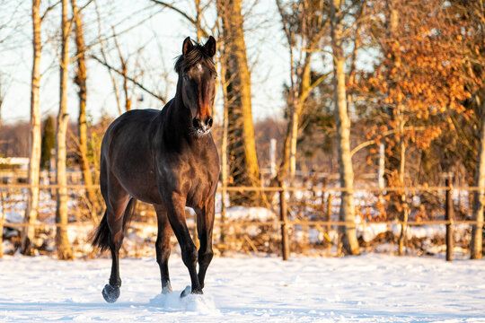 winter horse in snow